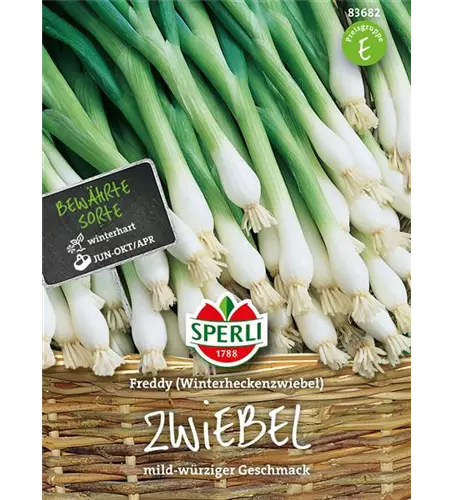 Winterzwiebel 'Freddy'