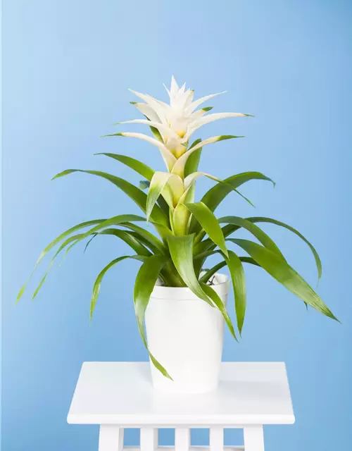Bromelien 