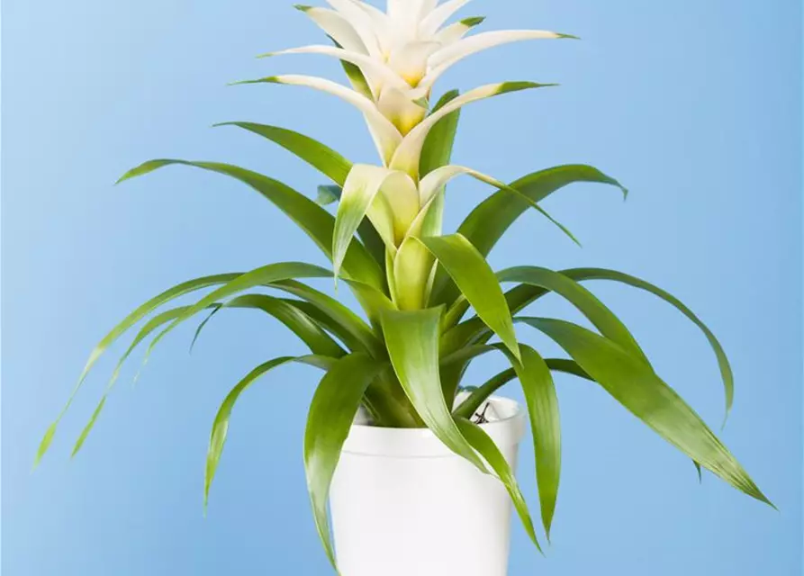 Bromelien 