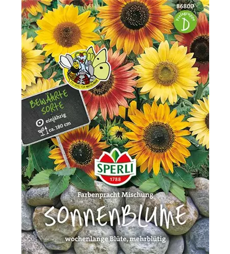 Sonnenblume