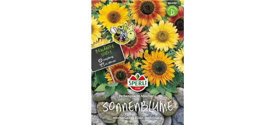 Sonnenblume