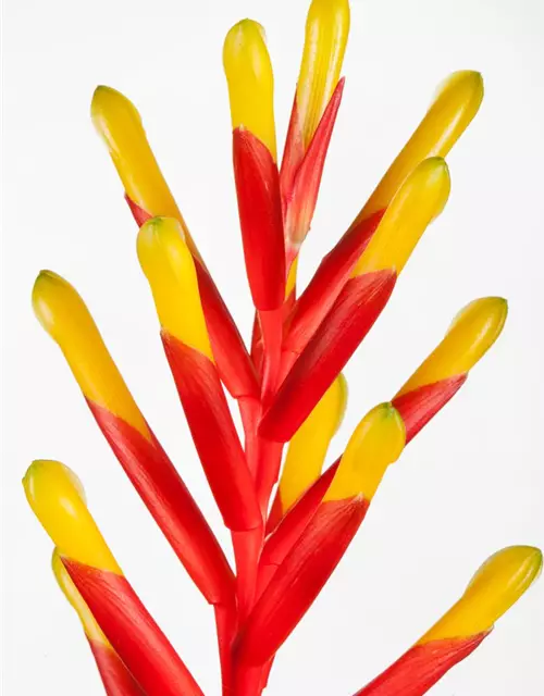 Bromelien 