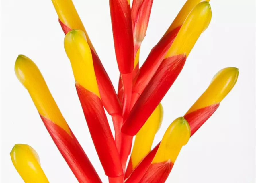 Bromelien 