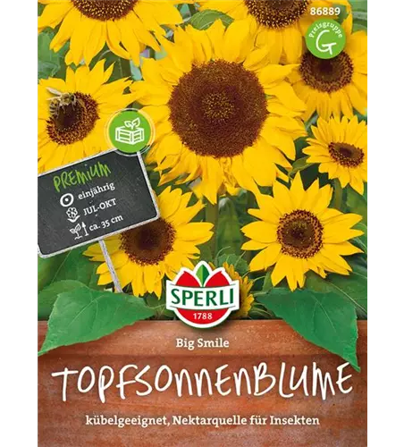 Sonnenblume 'Big Smile'