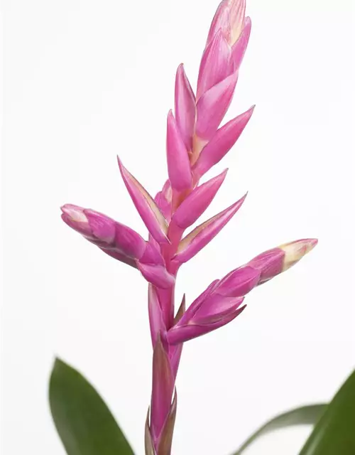 Bromelien 