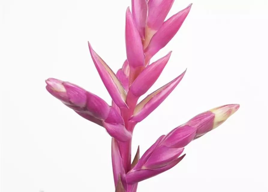 Bromelien 