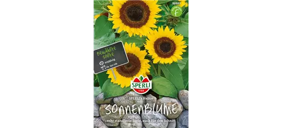 Sonnenblume 'Helios'