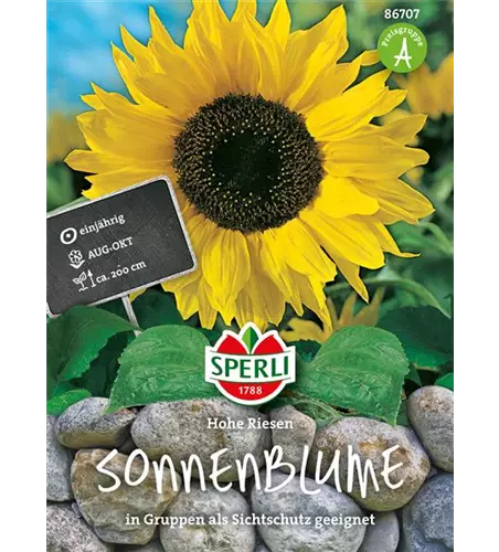 Sonnenblume 'Hohe Riesen'