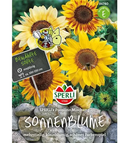 Sonnenblume 'Pocolino'