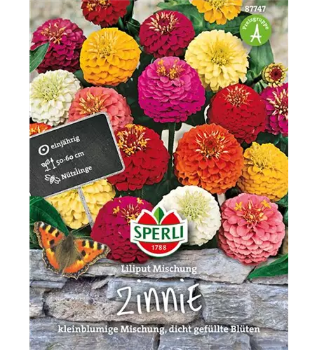 Garten-Zinnie 'Liliput'