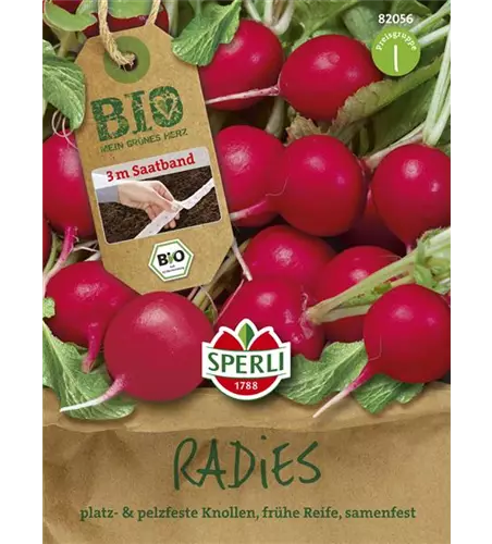 Radieschen 'Rudolf'