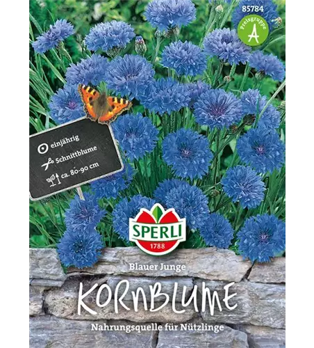 Kornblume 'Blauer Junge'