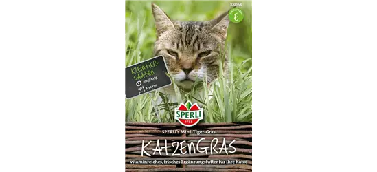 Katzengras