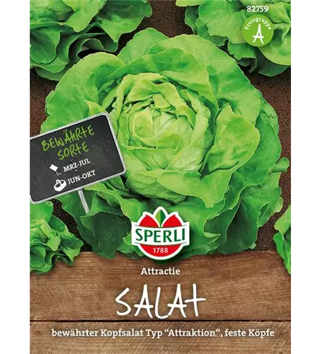 Kopfsalat 'Attraktion'