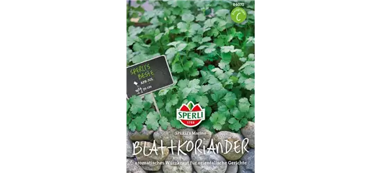 Blattkoriander 'Marino'