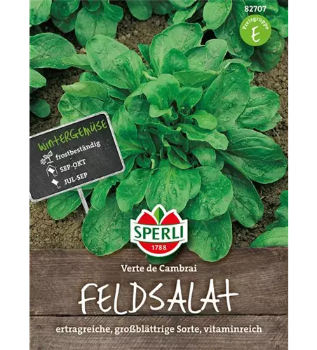 Feldsalat 'Verte de Cambrai'