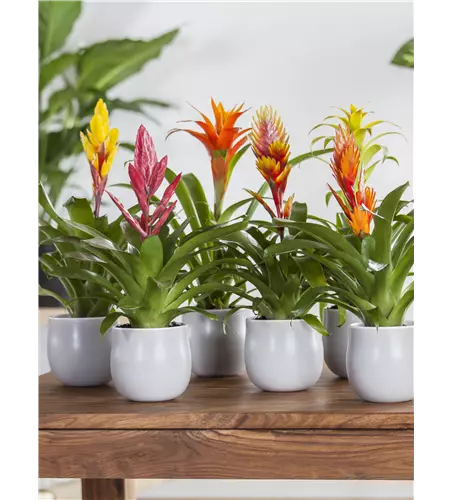 Bromelien 