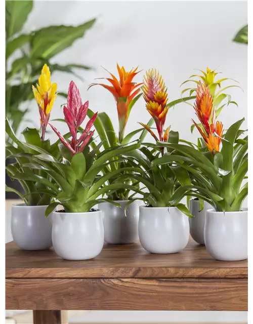 Bromelien