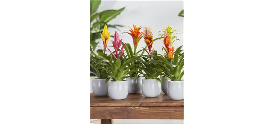 Bromelien 
