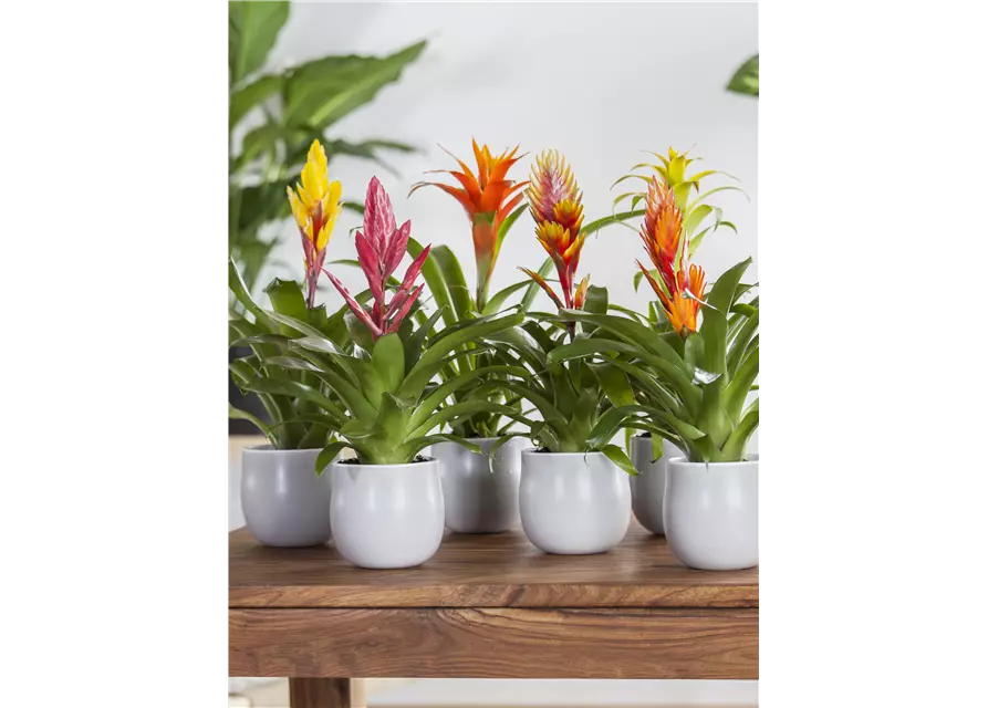 Bromelien