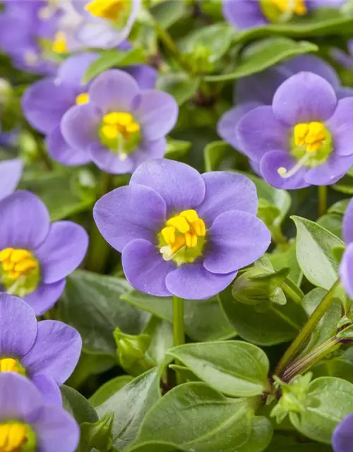 Blaues Lieschen