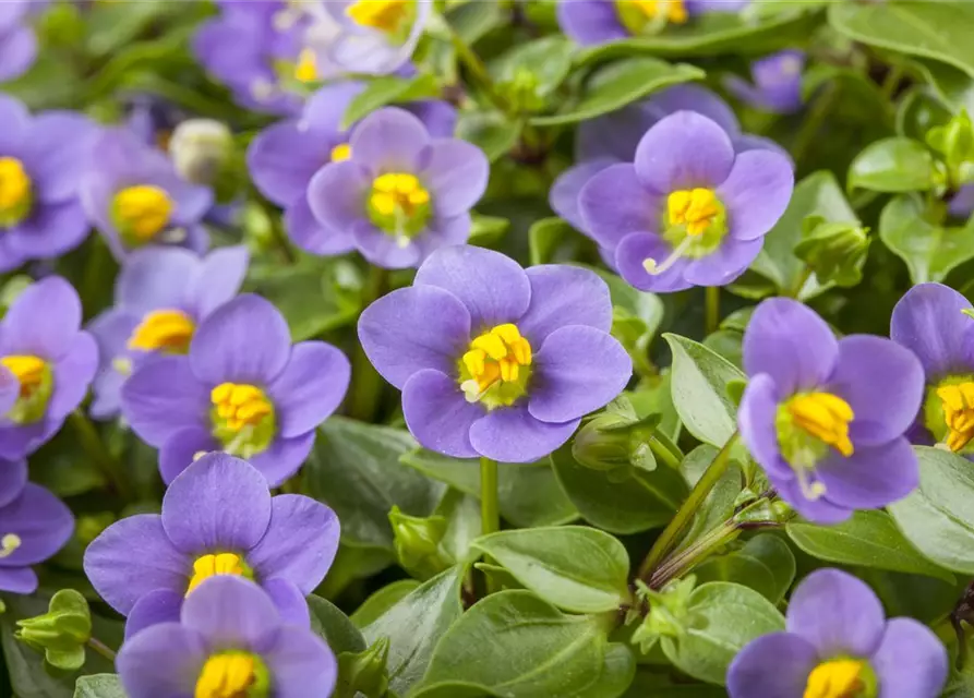 Blaues Lieschen