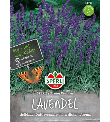 Lavendel 'Blaues Wunder'