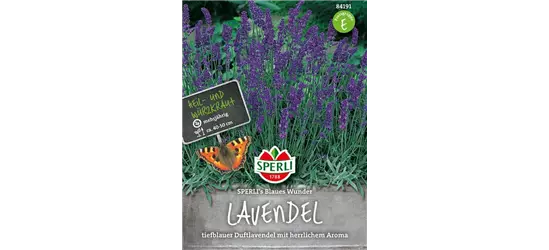 Lavendel 'Blaues Wunder'