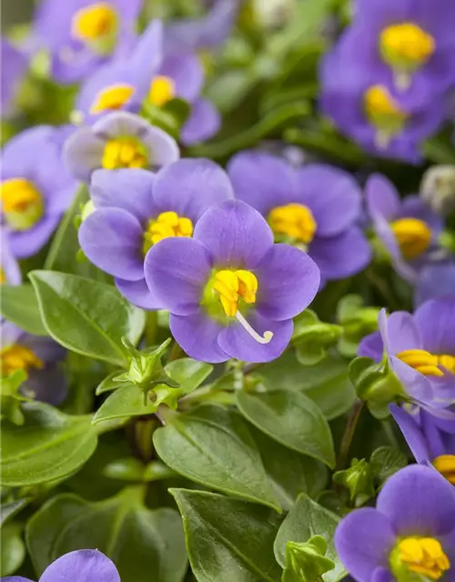 Blaues Lieschen