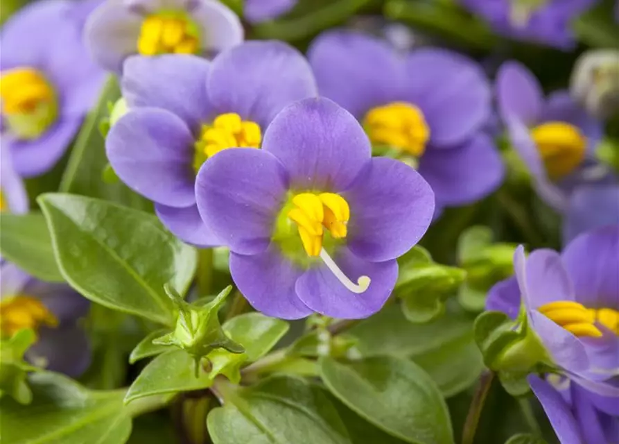 Blaues Lieschen