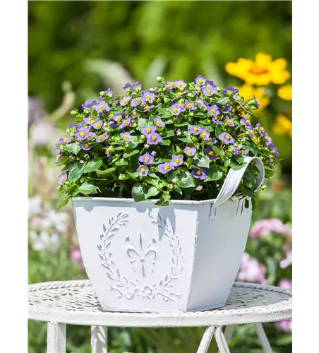 Blaues Lieschen
