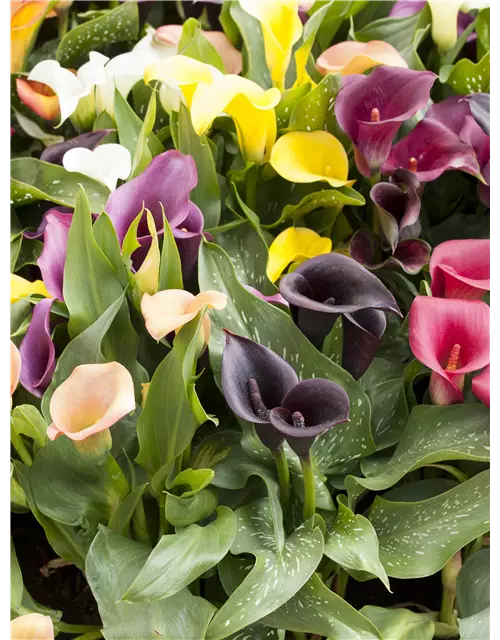 Zantedeschia