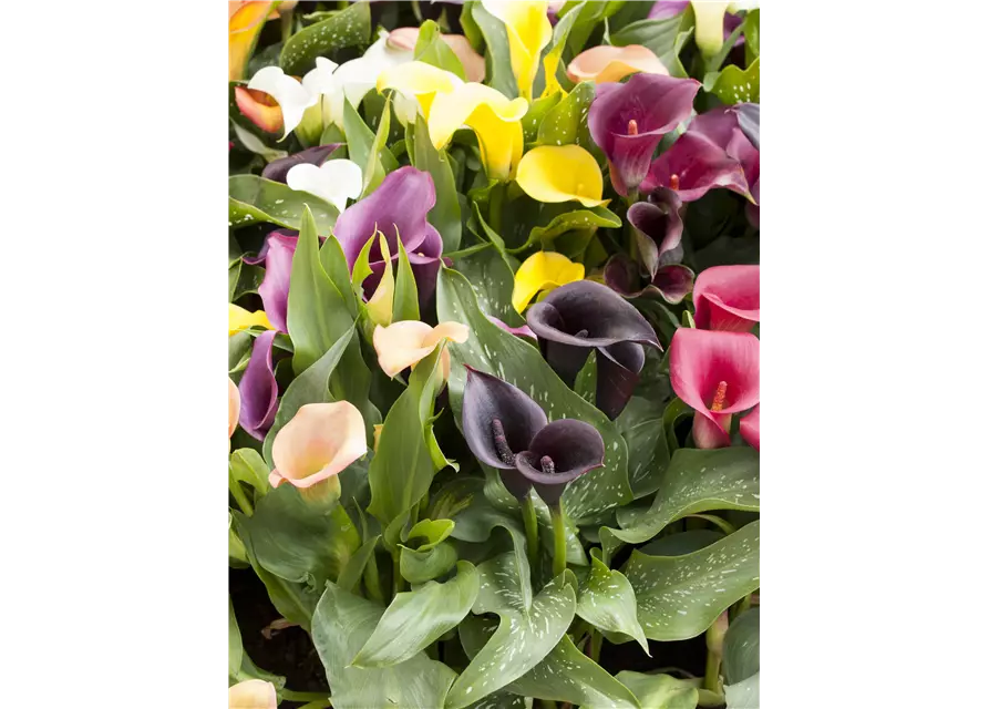 Zantedeschia