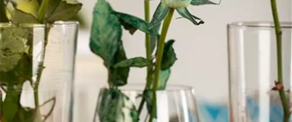 Weiße Blumen einfach einfärben