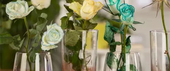 Weiße Blumen einfach einfärben