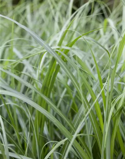 Elefantengras in Sorten