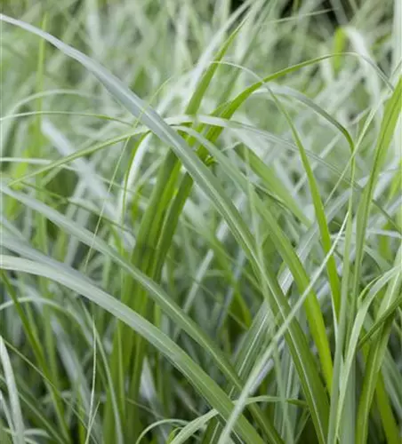 Elefantengras in Sorten