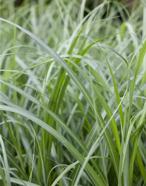 Elefantengras in Sorten