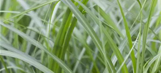 Elefantengras in Sorten