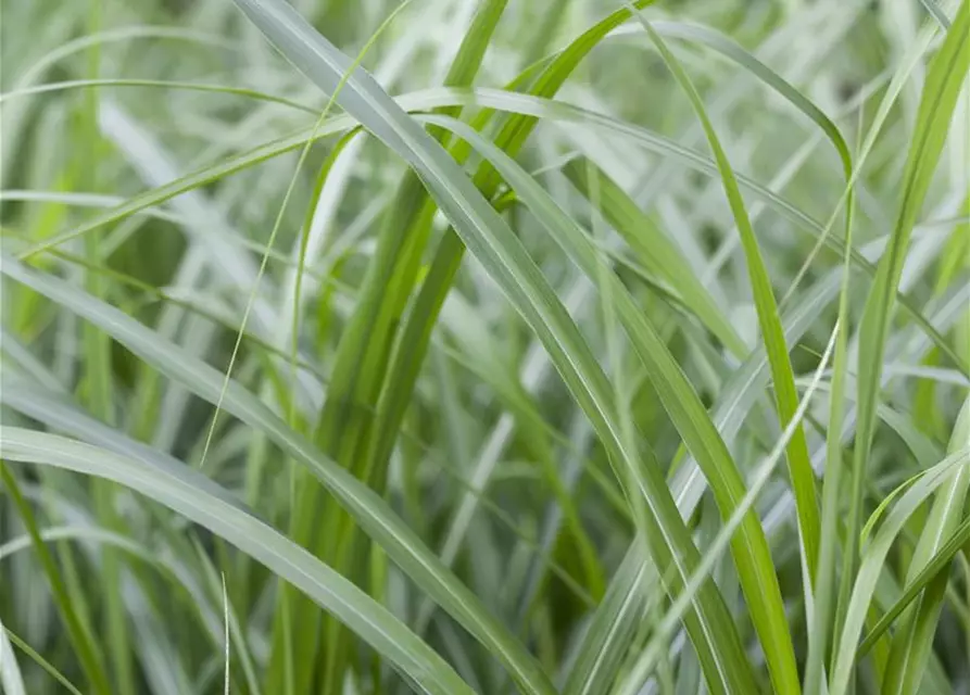 Elefantengras in Sorten