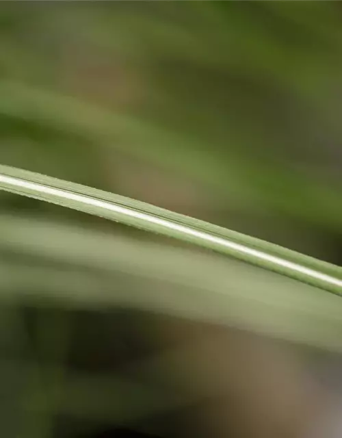 Elefantengras in Sorten