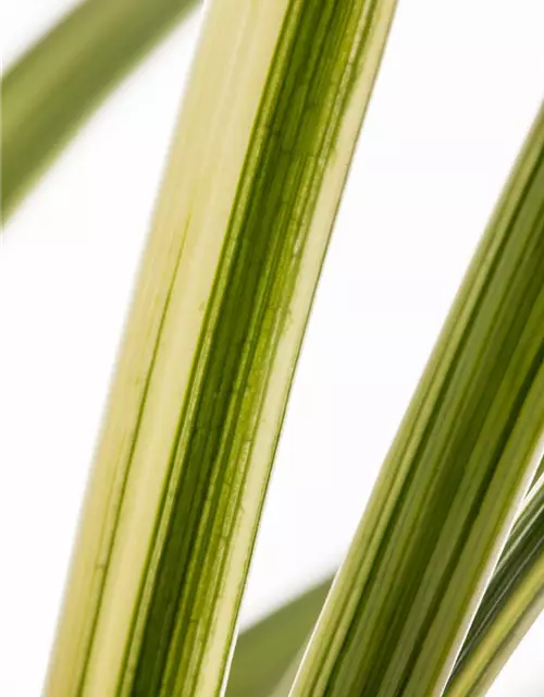 Elefantengras in Sorten