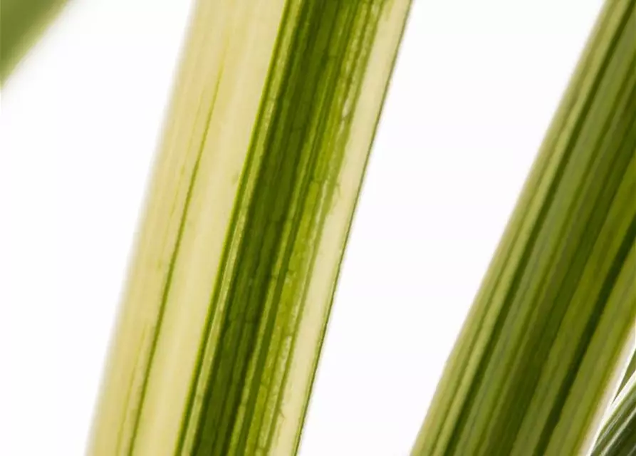 Elefantengras in Sorten