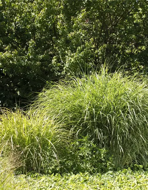 Elefantengras in Sorten