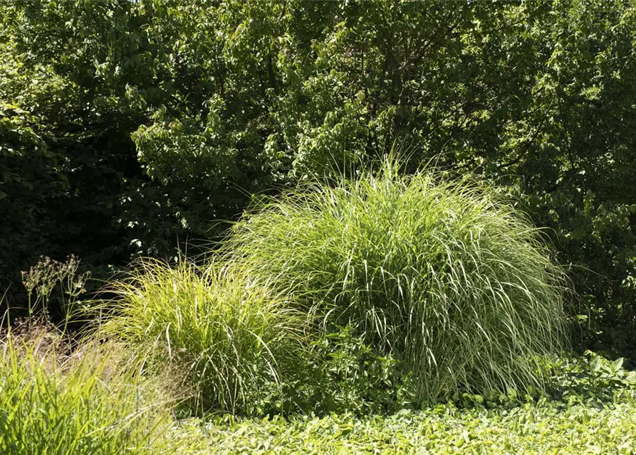 Elefantengras in Sorten