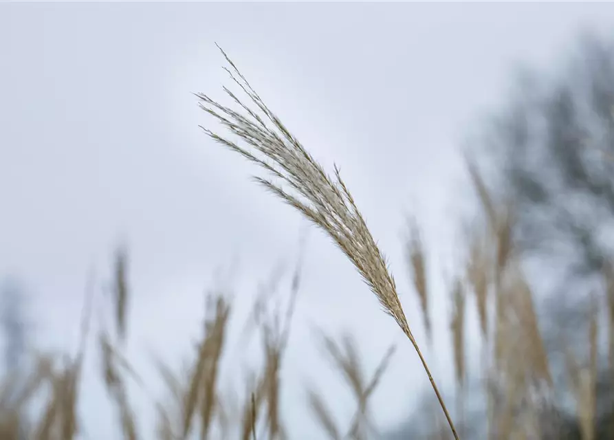 Elefantengras in Sorten