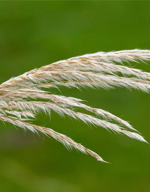 Elefantengras in Sorten