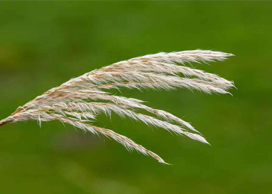 Elefantengras in Sorten