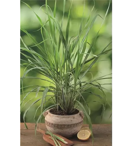 Zitronengras 'Tasty Lemon'