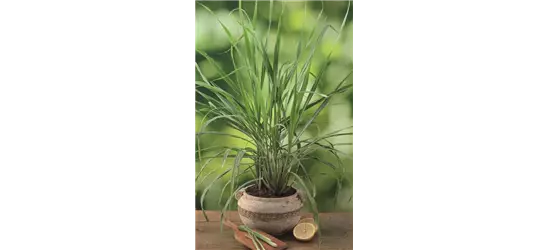Zitronengras 'Tasty Lemon'